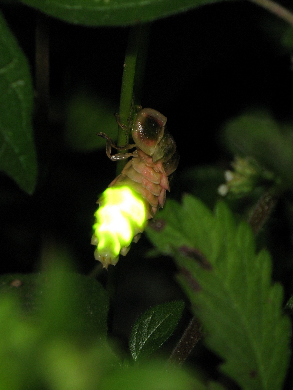 Lampyris sp. Femmina, maschio in volo, predazione chiocciola